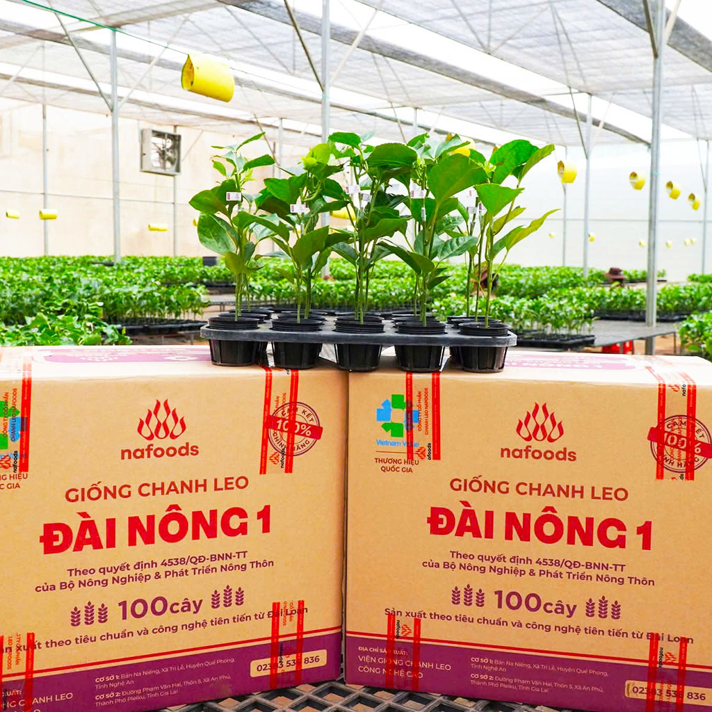 NAFOODS PASSION FRUIT SEEDLINGS