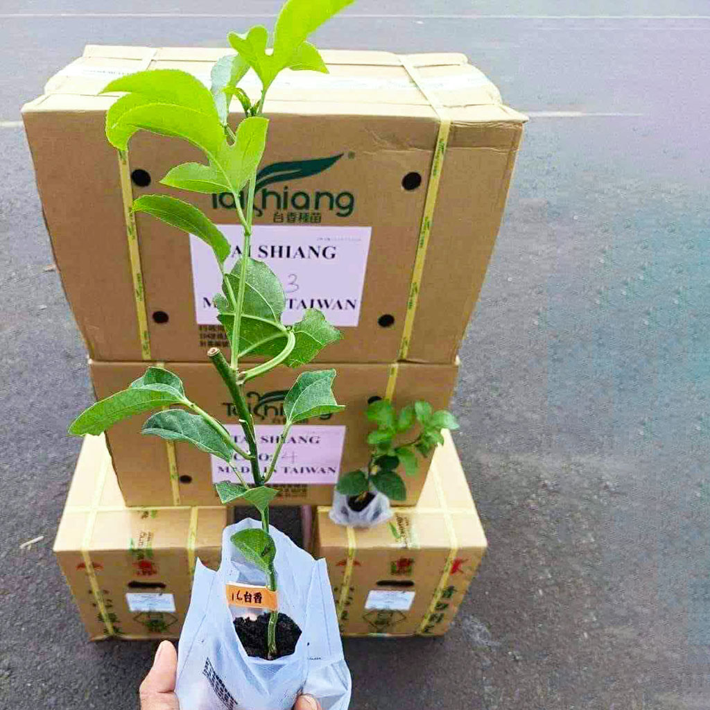 TAISHIANG PASSION FRUIT SEEDLINGS