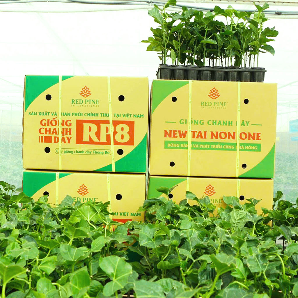 RED PINE PASSION FRUIT SEEDLINGS