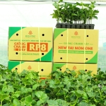 RED PINE PASSION FRUIT SEEDLINGS